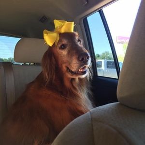 Meet your Posher, Hillary